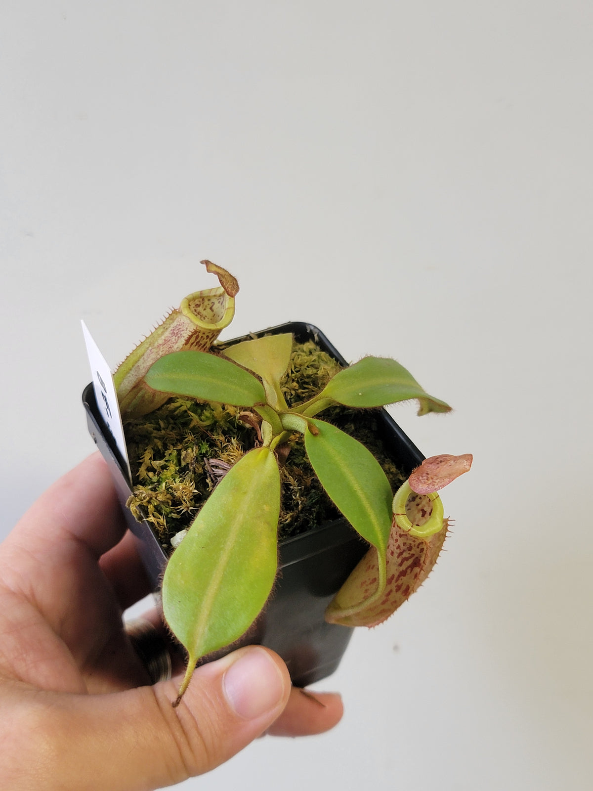Nepenthes burbidgeae x veitchii BE