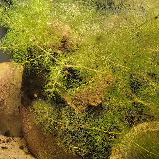 Utricularia inflata