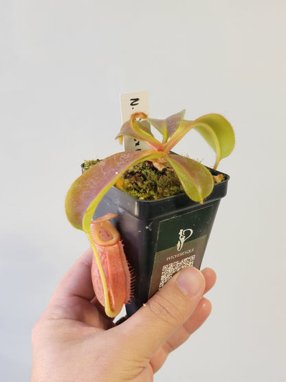 Nepenthes villosa x veitchii (gold peristome) BE