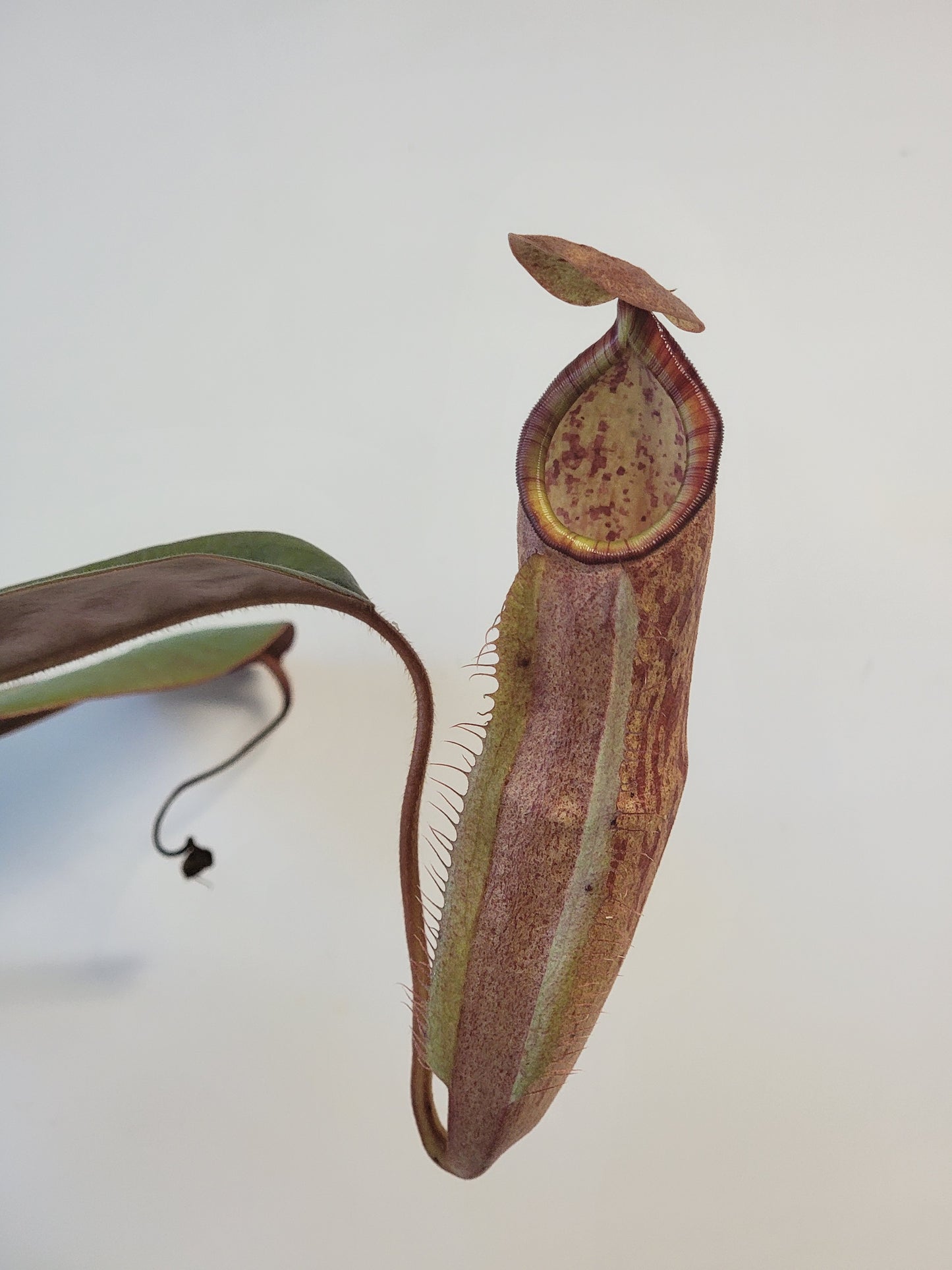 Nepenthes peltata x samudera BE