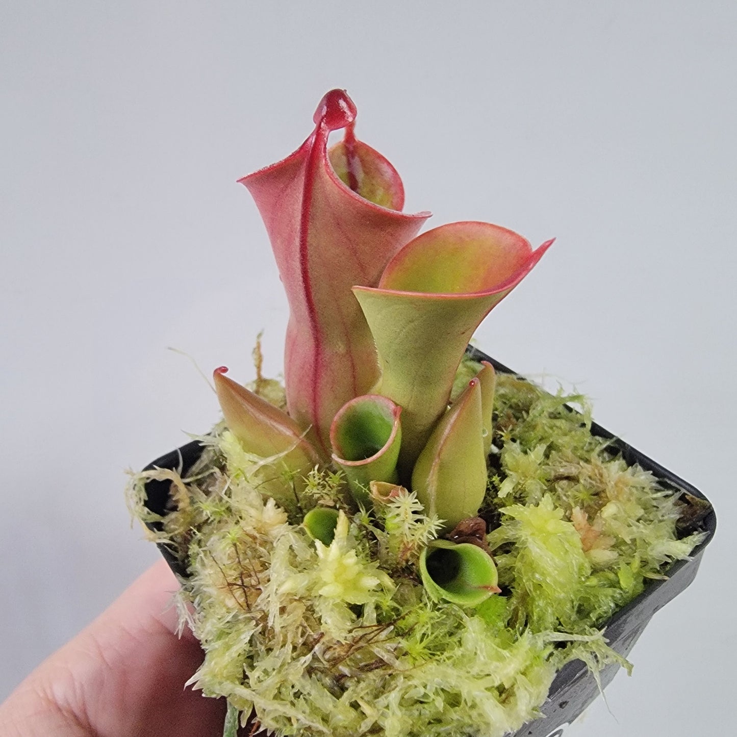 Heliamphora heterodoxa x minor