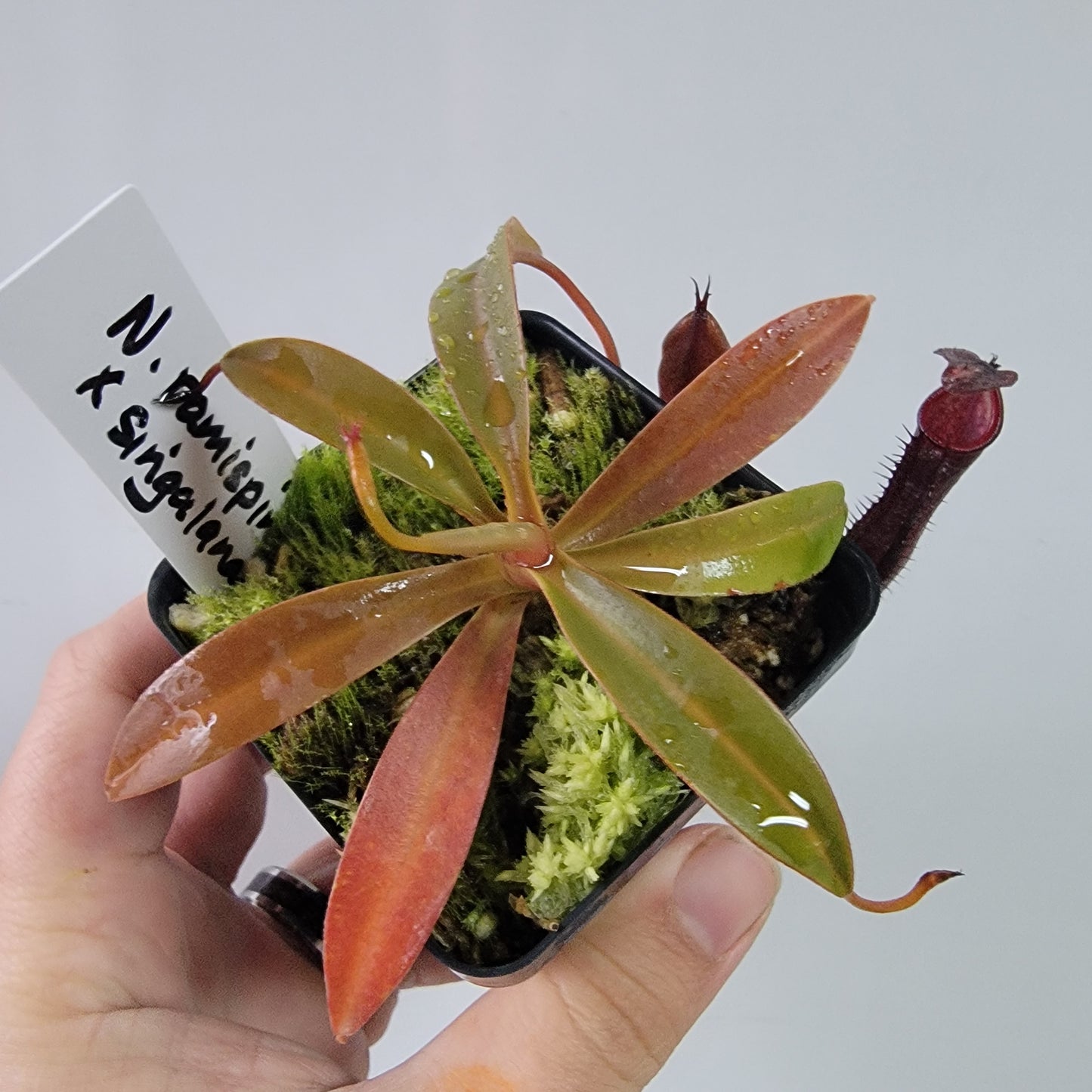 Nepenthes ramispina x singalana BE