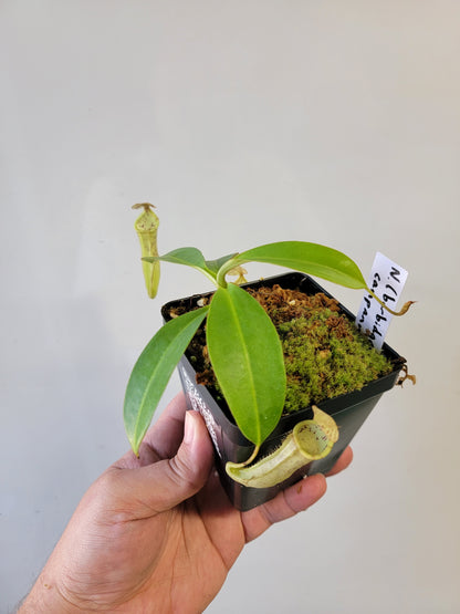 Nepenthes burbidgeae x campanulata BE