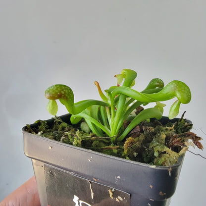 Darlingtonia californica