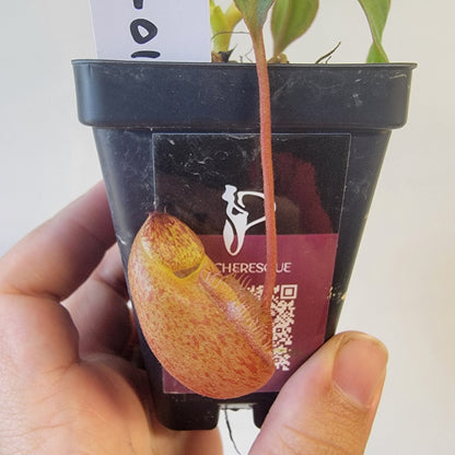 Nepenthes gantungensis BCP