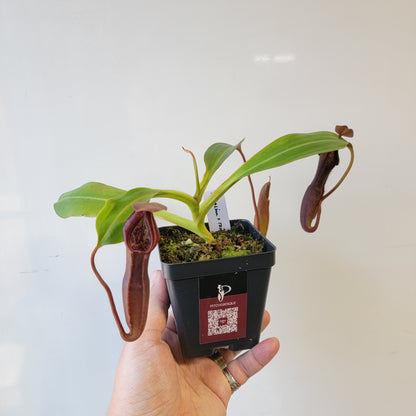 Nepenthes maxima x ramispina BE