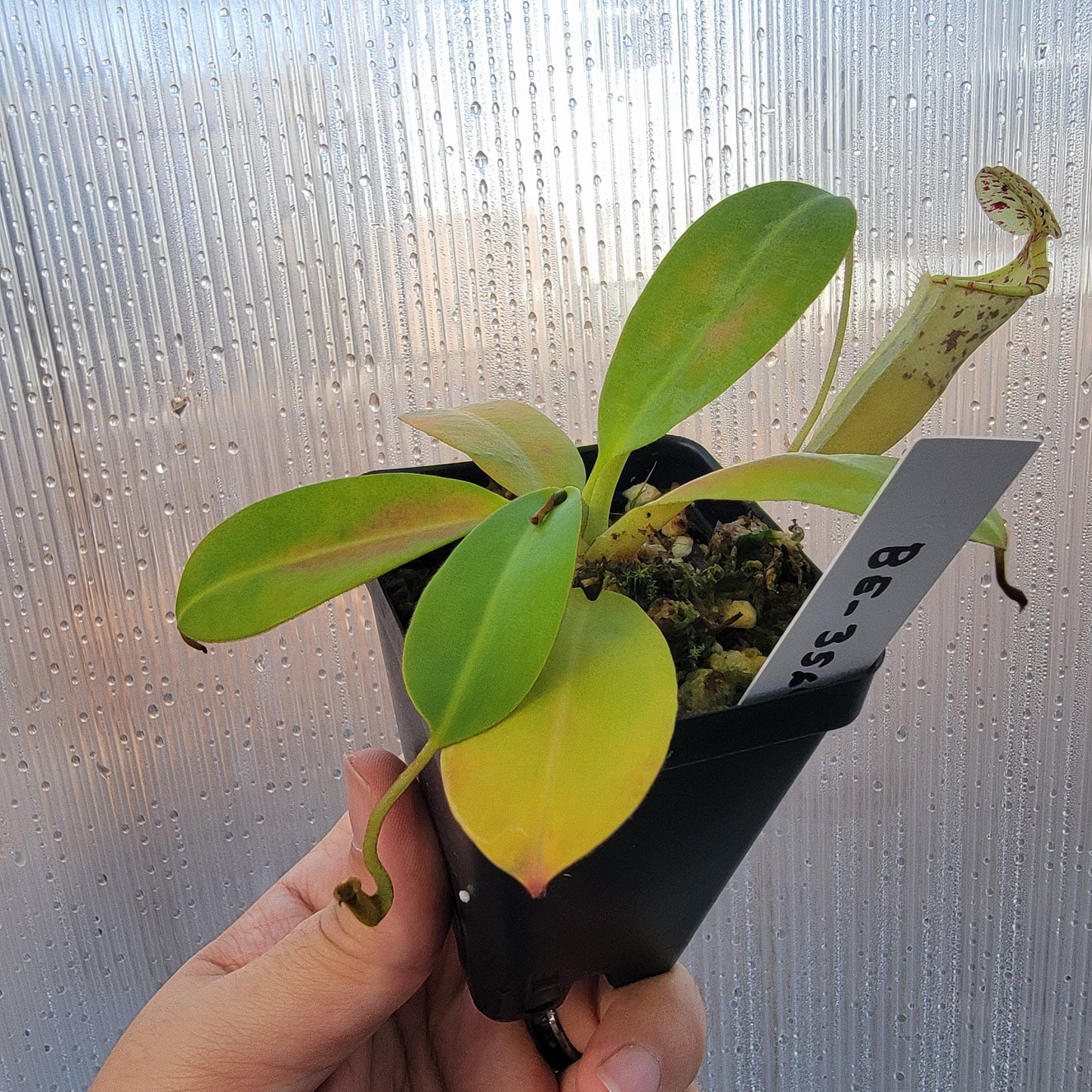 Nepenthes burbidgeae x campanulata BE