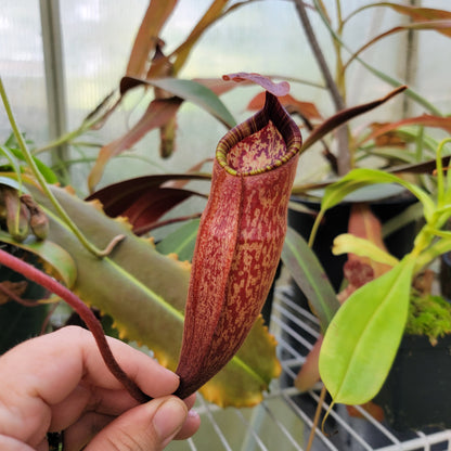 Nepenthes peltata BE