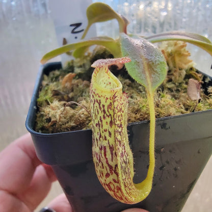 Nepenthes vogelii BE