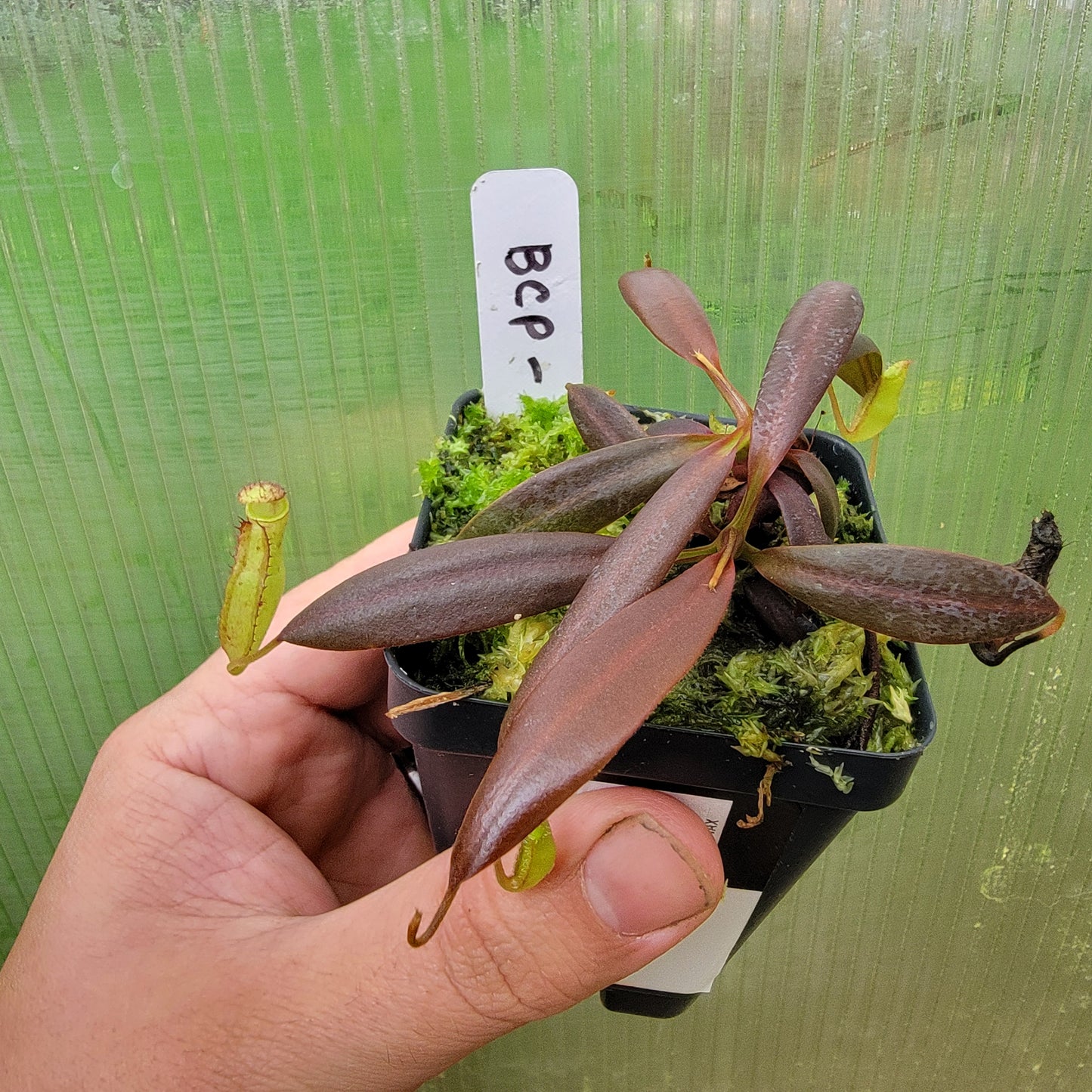 Nepenthes ceciliae BCP