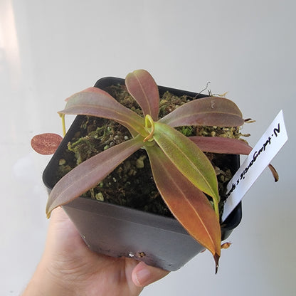 Nepenthes talangensis x spectabilis BE