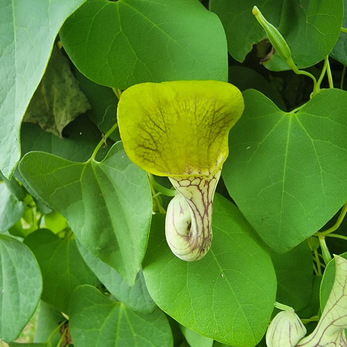 Aristolochia argentina