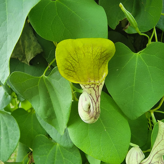 Aristolochia argentina