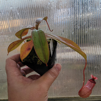 Nepenthes sibuyanensis x merriliana BE