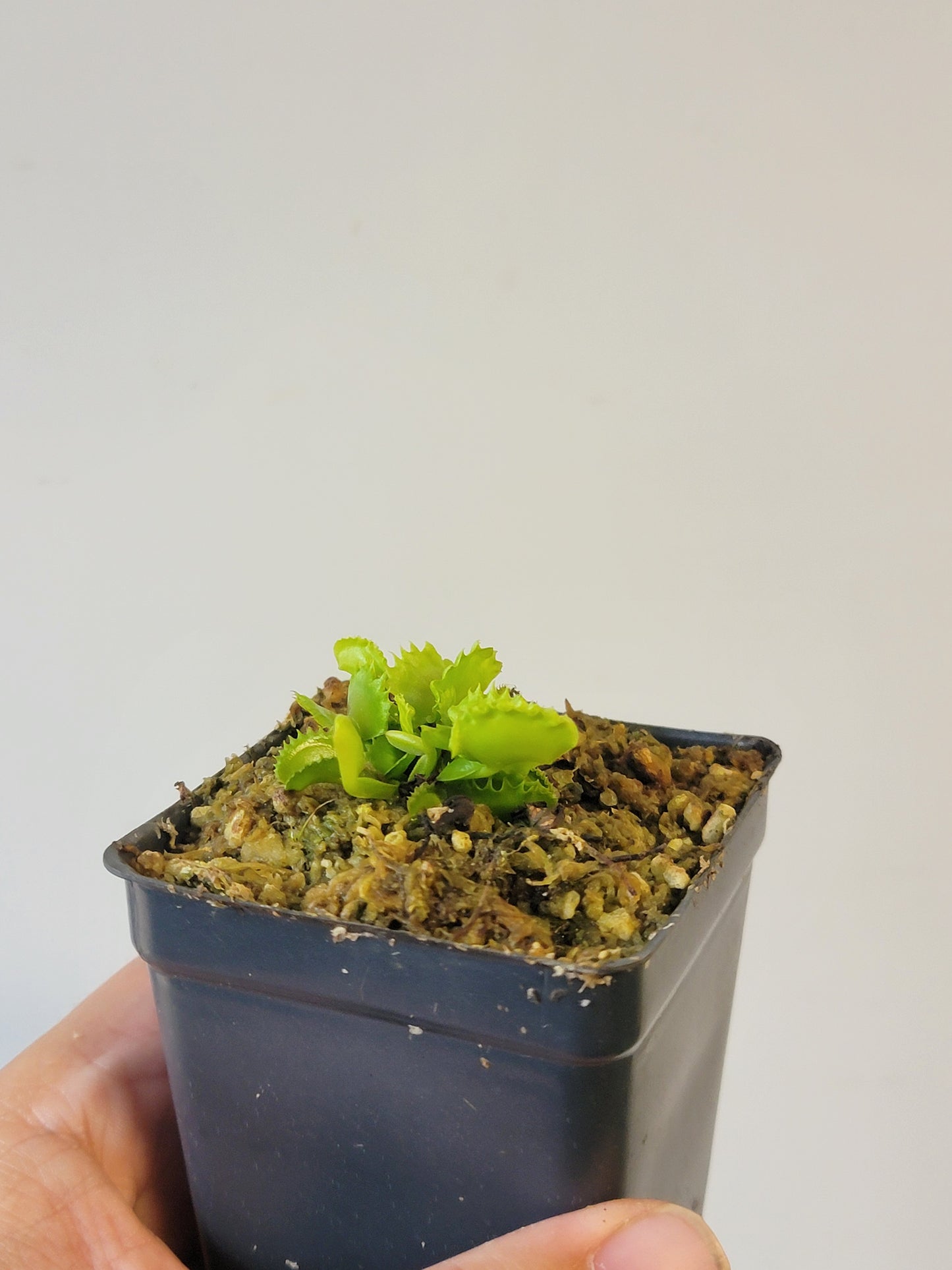 Dionaea musc. "Red Fox"