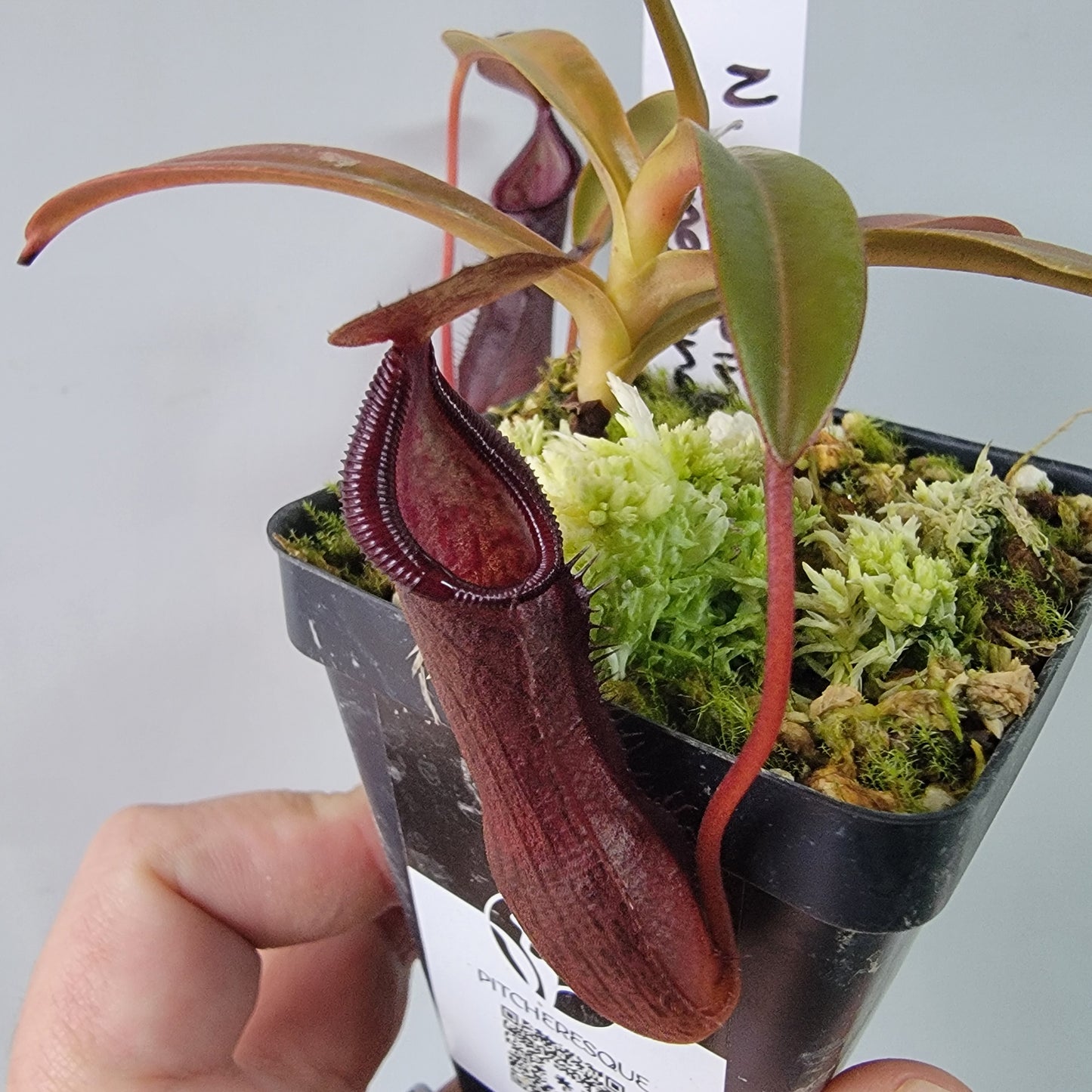 Nepenthes ramispina x singalana BE