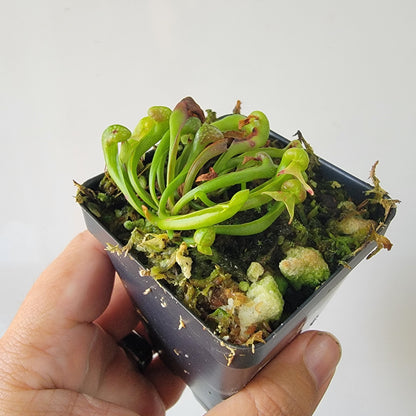 Darlingtonia californica
