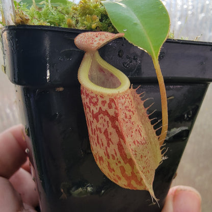 Nepenthes glabrata x veitchii BE