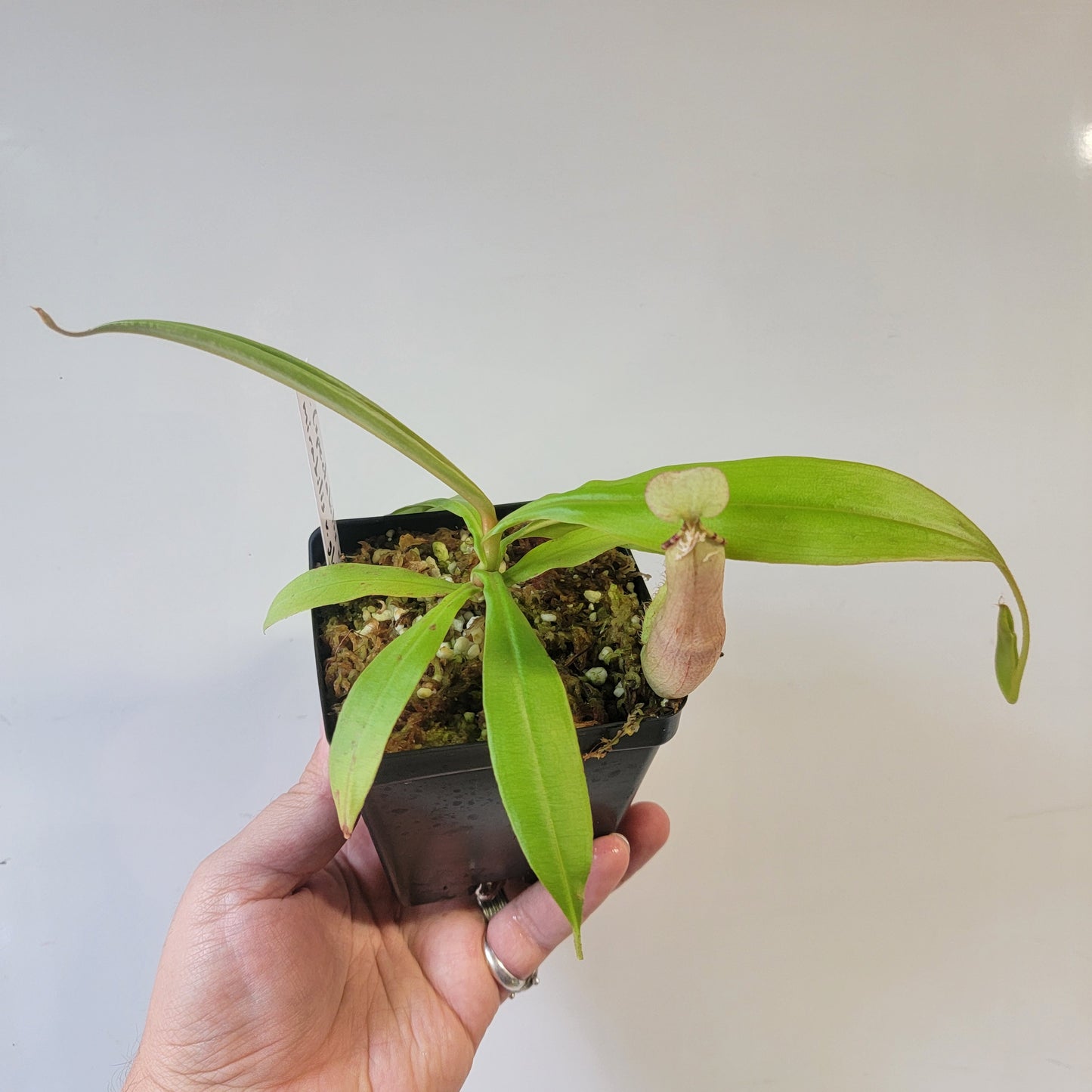 Nepenthes spectabilis x mirabilis var. globosa BE