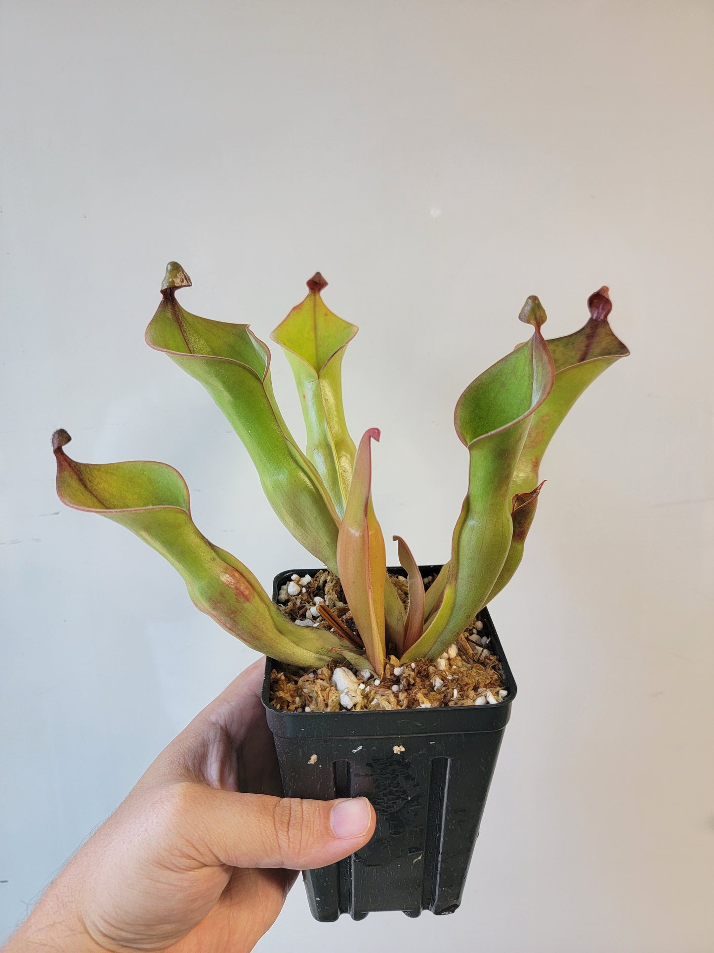 Heliamphora nutans x glabra 'Giant'