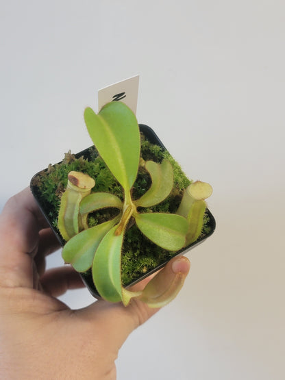 Nepenthes veitchii BCP