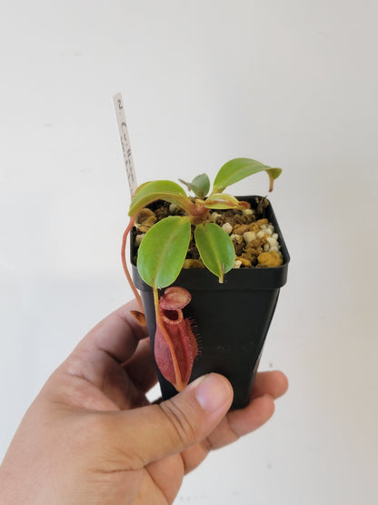 Nepenthes villosa x veitchii (striped peristome) BE