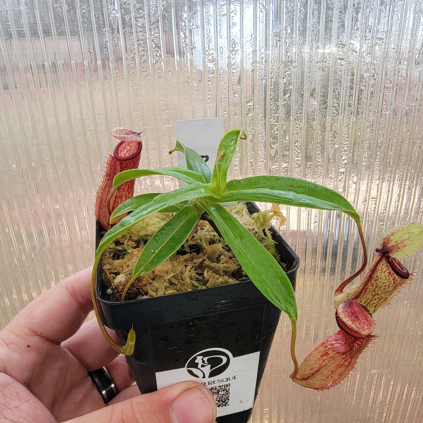 Nepenthes ventricosa x hamata BE