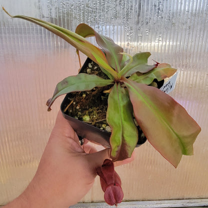 Nepenthes viking x lowii x campanulata 'Giant' PP