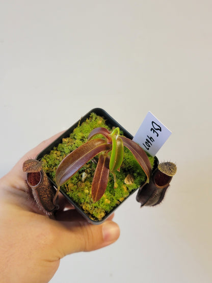 Nepenthes nigra BE