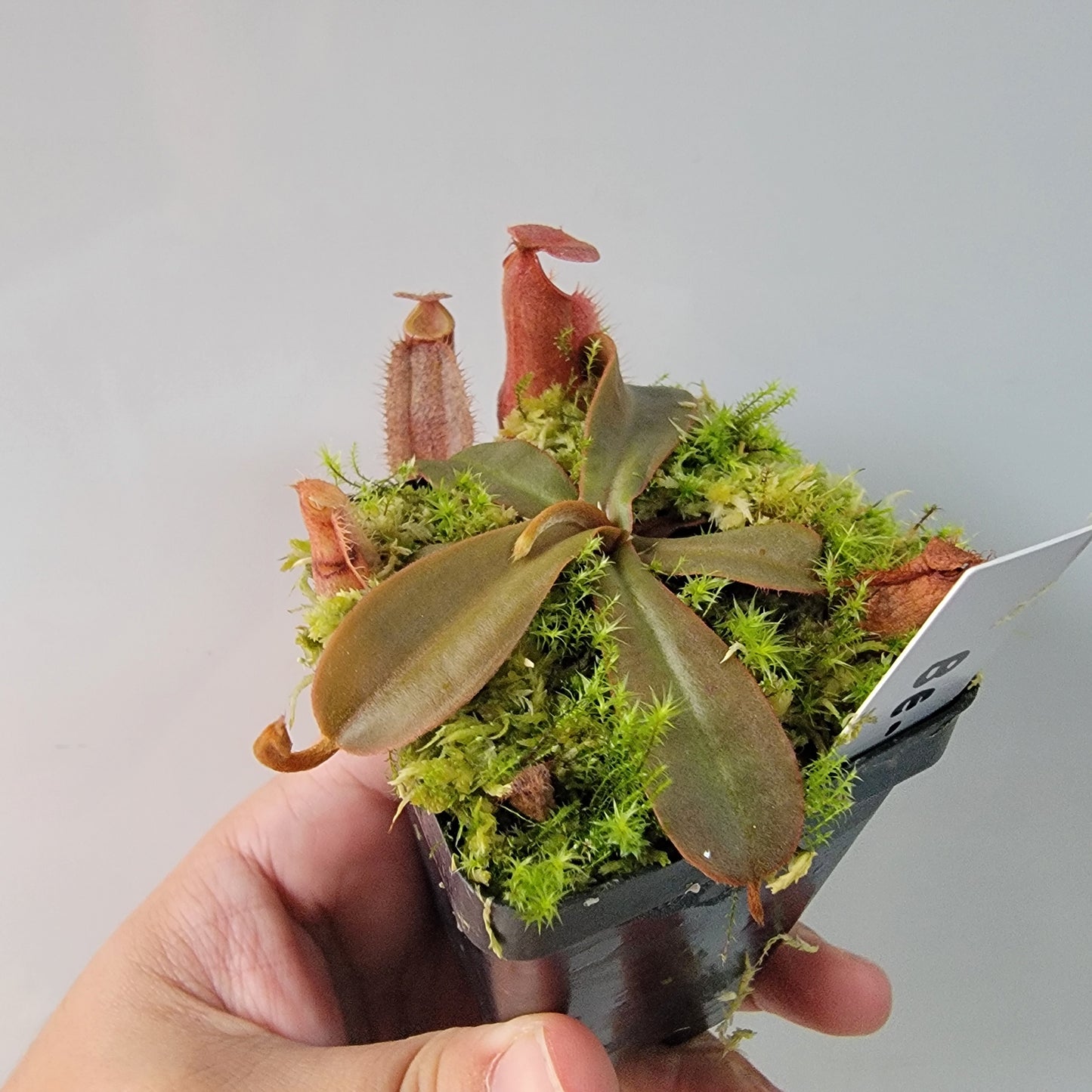 Nepenthes vieillardii BE