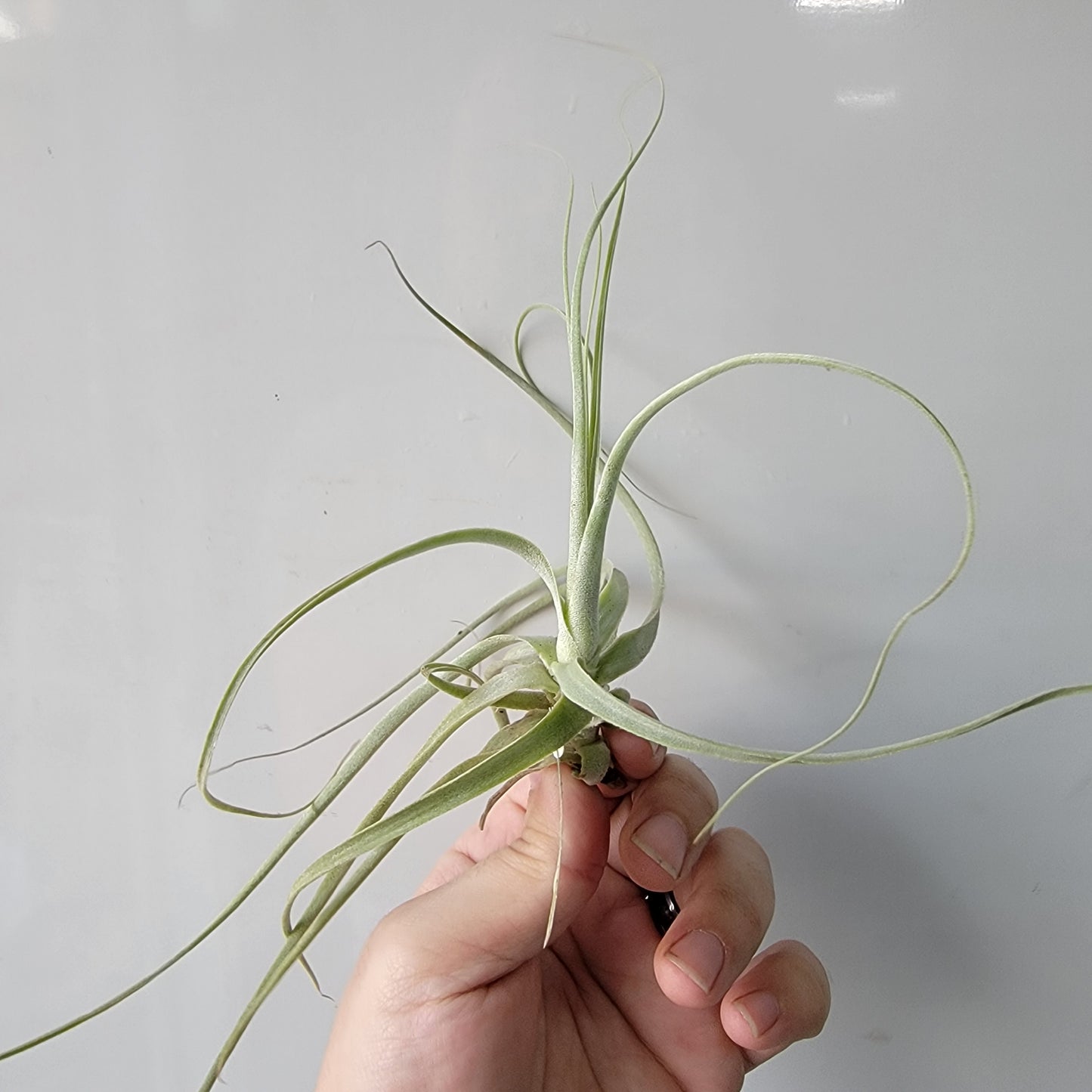 Tillandsia straminea thin 5"