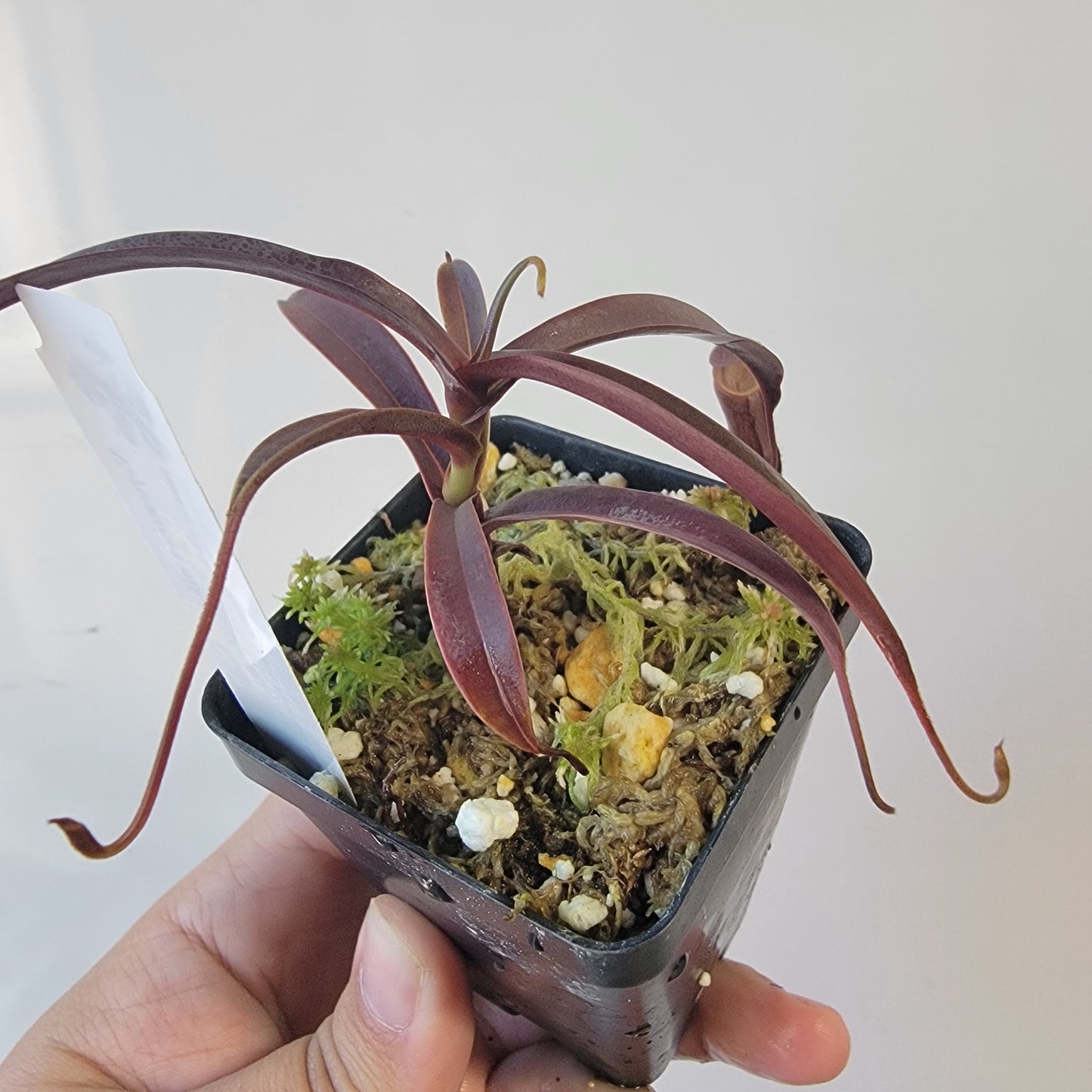 Nepenthes alba BCP