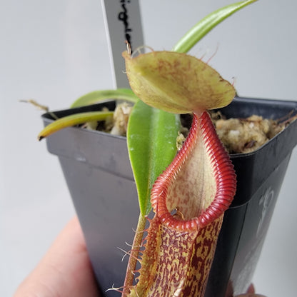 Nepenthes singalana x hamata BE