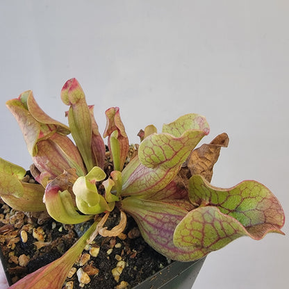 Sarracenia purpurea ssp. venosa 4"