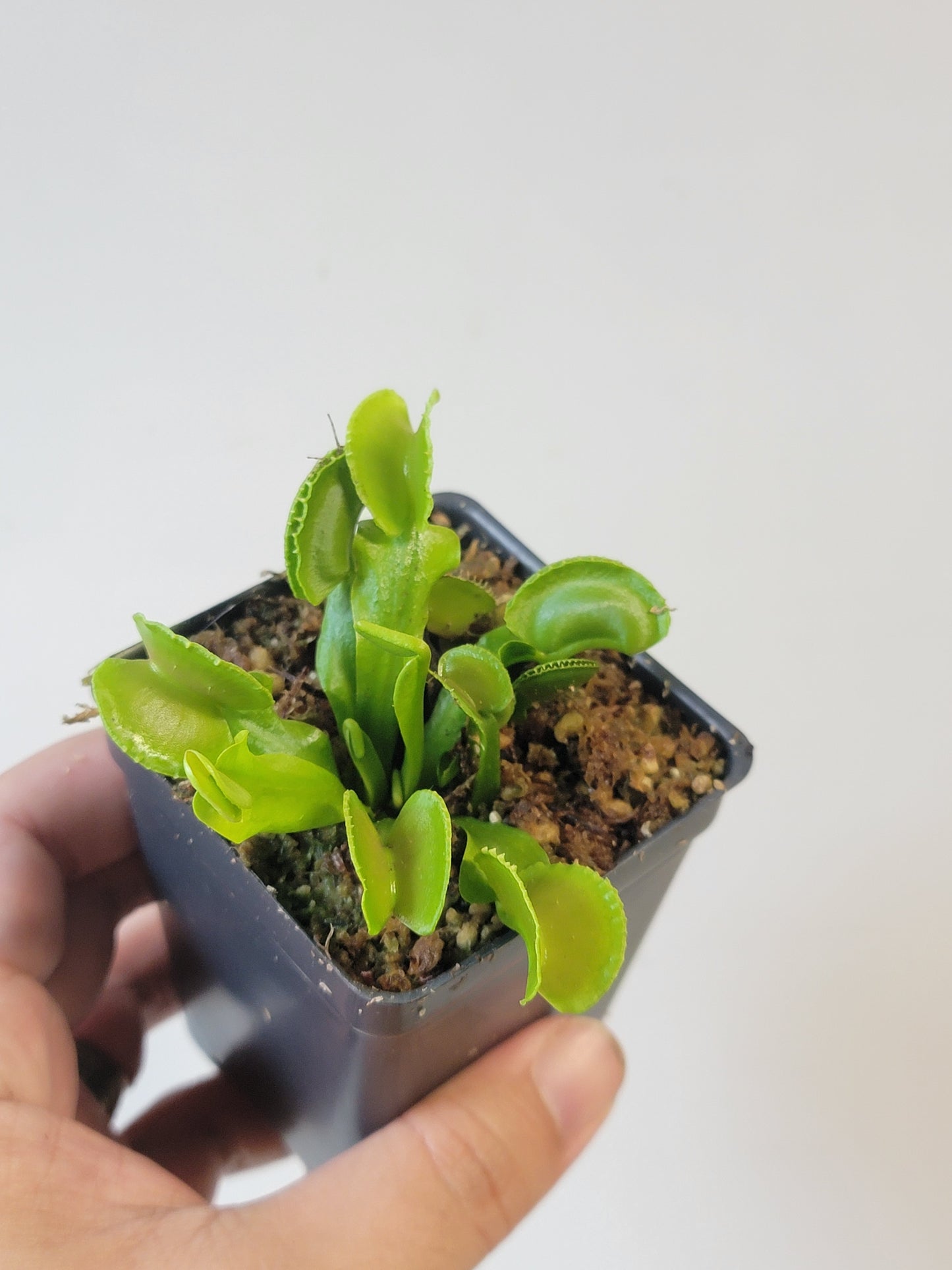 Dionaea musc. "Adentate"