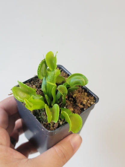 Dionaea musc. "Adentate"