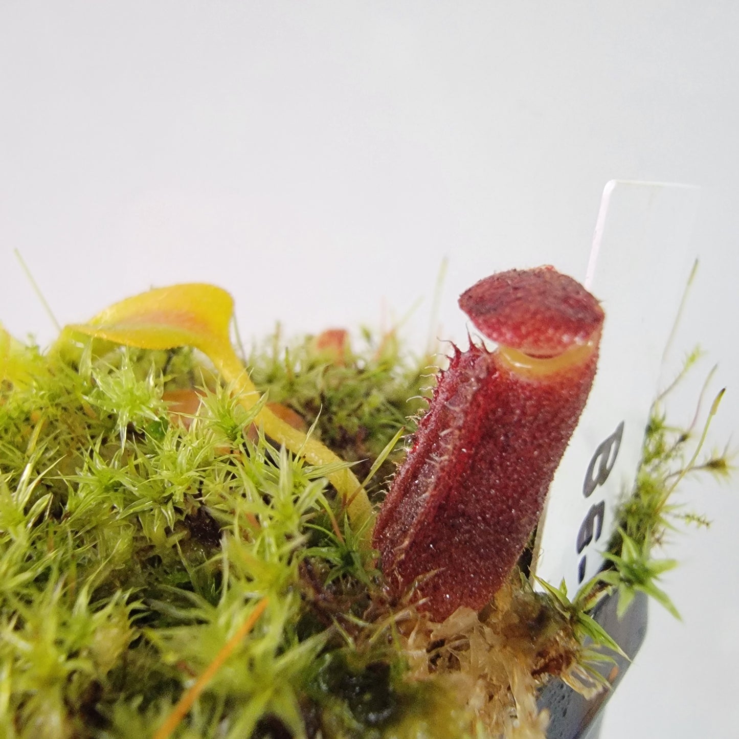 Nepenthes lowii BE