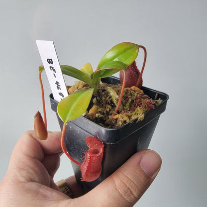 Nepenthes villosa x ventricosa BE