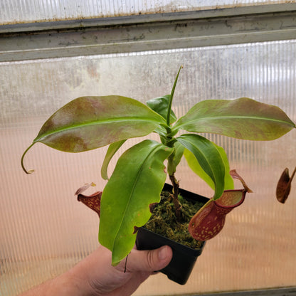 Nepenthes "St. Gaya"