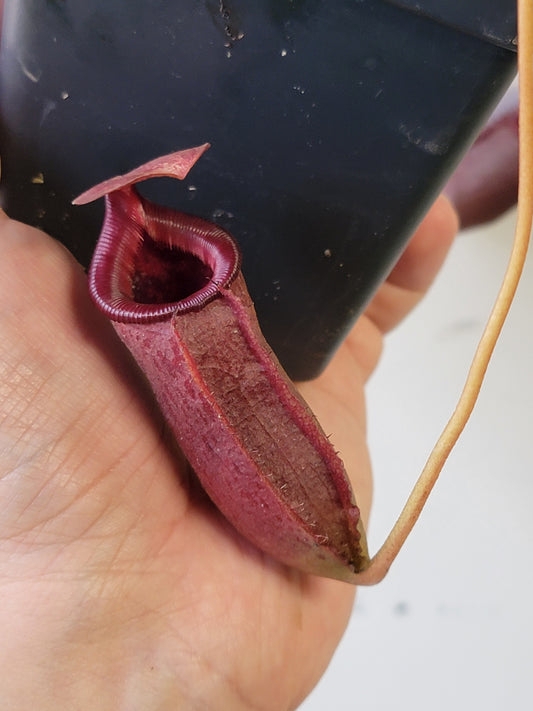Nepenthes sibuyanensis x lowii BE