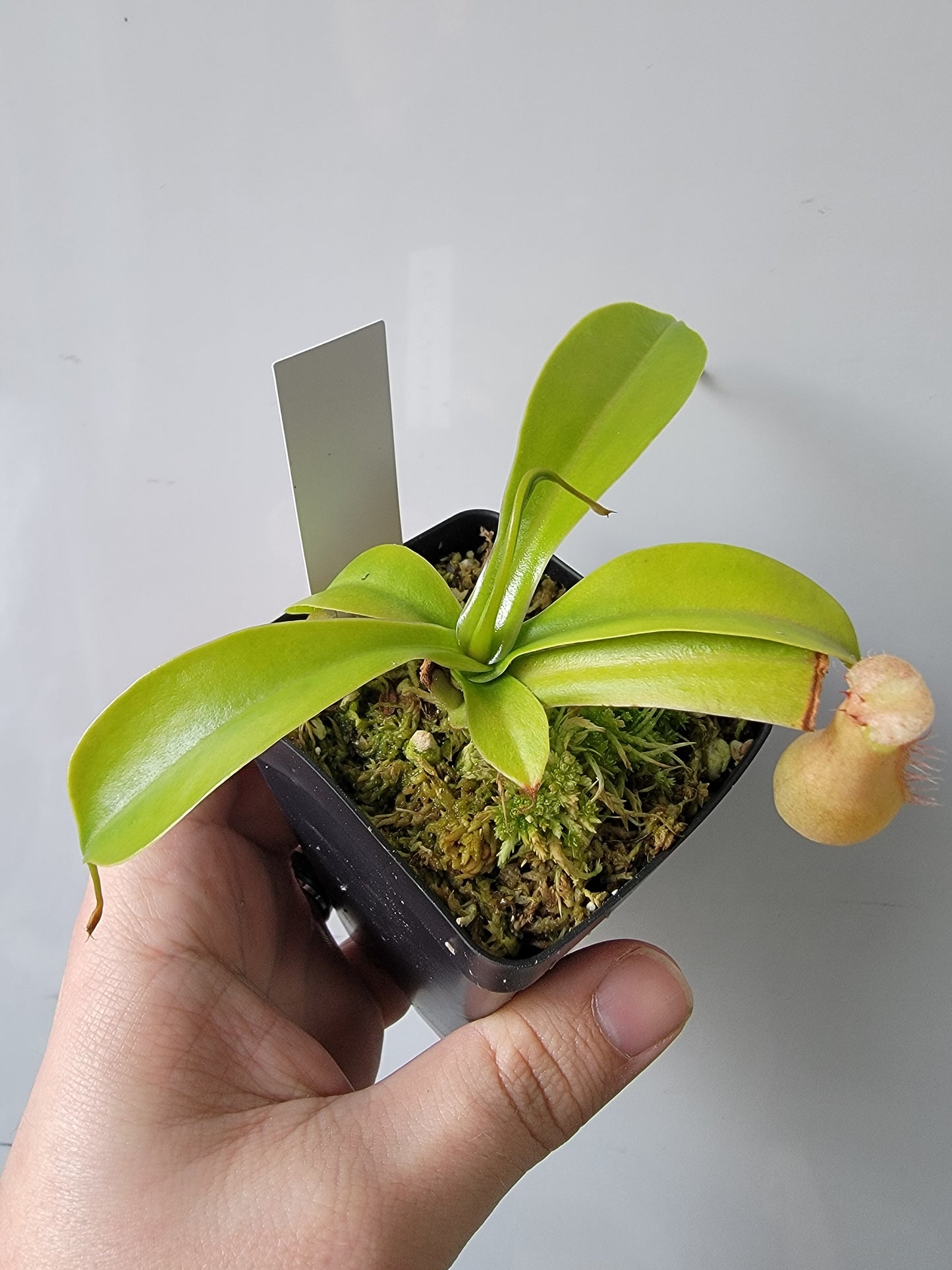 Nepenthes "Ventrata"