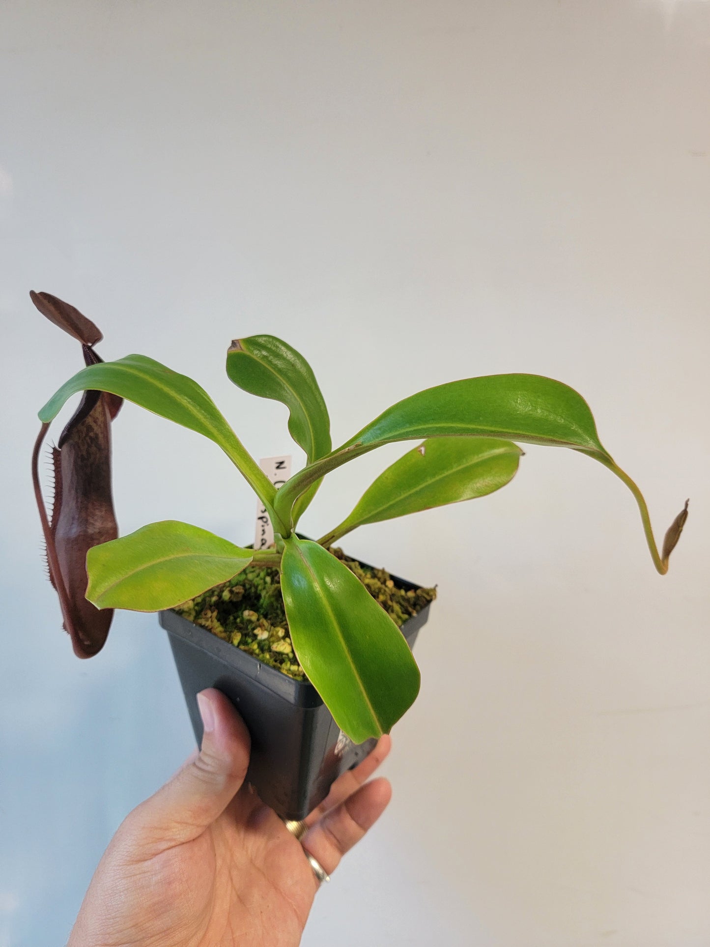 Nepenthes maxima x ramispina BE