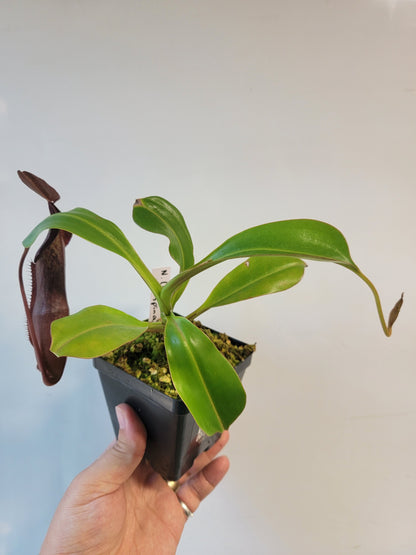 Nepenthes maxima x ramispina BE