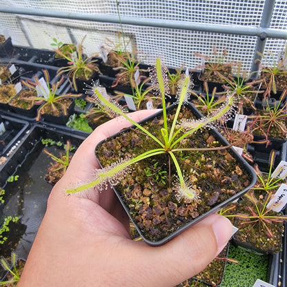 Drosera capensis SG