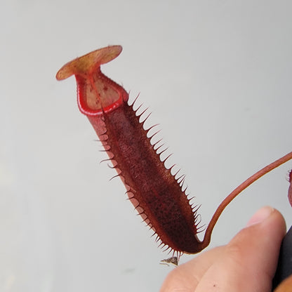 Nepenthes densiflora BE