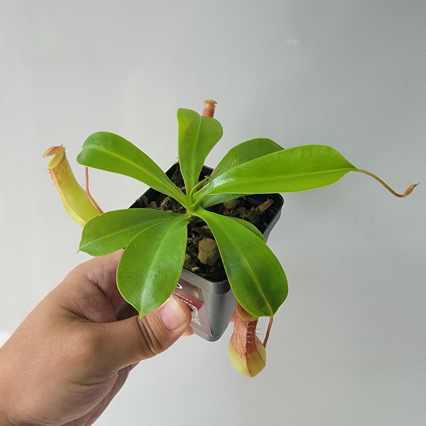 Nepenthes "Ventrata"