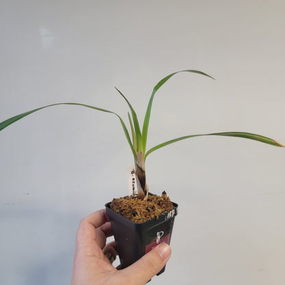 Brocchinia acuminata BCP