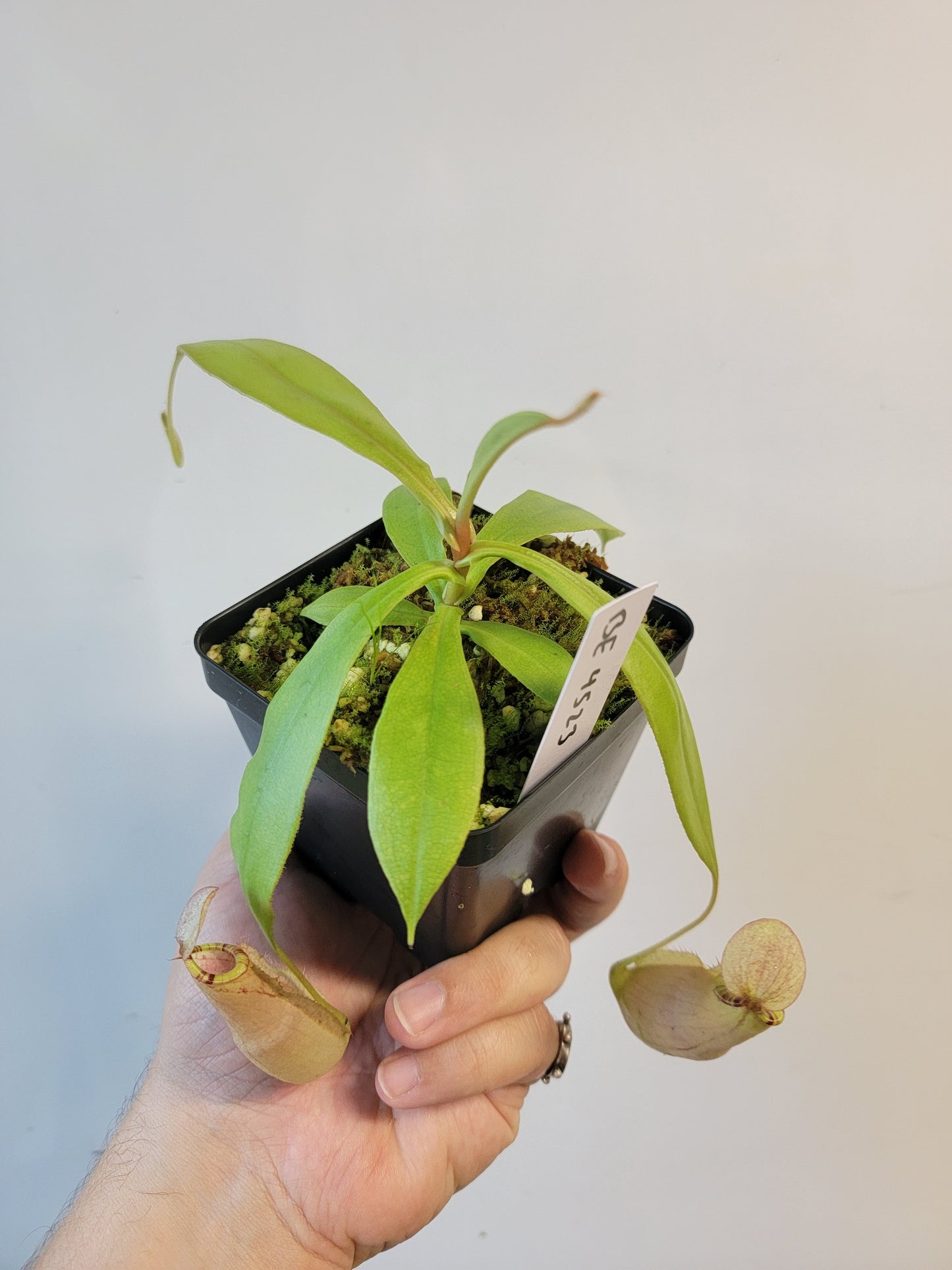 Nepenthes spectabilis x mirabilis var. globosa BE
