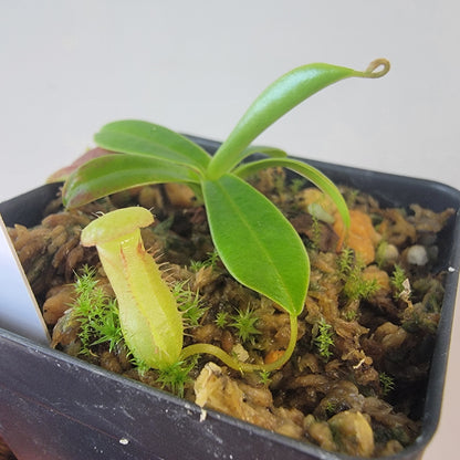 Nepenthes pervillei BCP