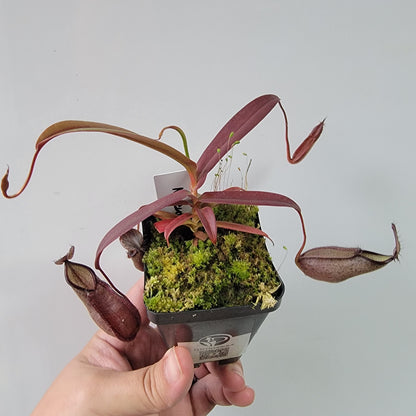 Nepenthes tentaculata BE